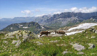 Alpine ibex (Capra ibex), two animals in front of a mountain landscape, Aiguille Rouges, Chamonix,