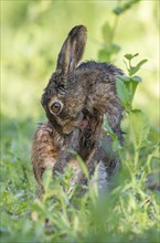 European hare (Lepus europaeus) sitting in a field and licking its wet fur, tongue visible,