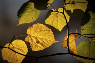 Autumn-coloured beech leaves against the light, Stuttgart, Baden-Württemberg, Germany, Europe