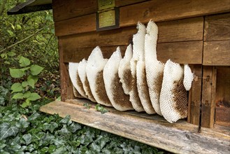 Honeycomb abandoned by colony, honeycomb, wild natural burrow on outside of hive, light-coloured