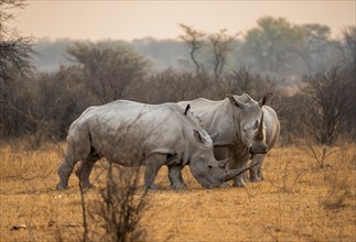 Southern white rhinoceros (Ceratotherium simum simum), two rhinos in the evening light, Khama Rhino