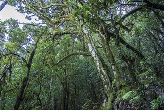 Forest in Garajonay National Park, UNESCO World Heritage Site on the island of La Gomera, Canary