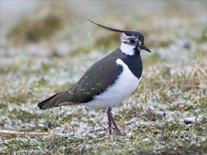 Northern Lapwing (Vanellus vanellus), male adult bird, standing on a snow covered meadow, at the