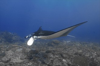 A single manta ray, reef manta (Mobula alfredi), swims majestically through the blue depths of the