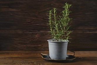 A rosemary plant grows in a gray pot, resting on a small black tray atop a warm wooden table. The