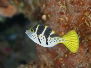 A small colourful fish with yellow and black markings, mimicry filefish (Paraluteres prionurus),