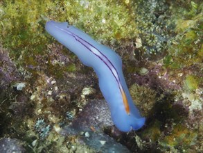 Elongated blue flatworm, racing stripe whirlpool worm (Pseudoceros bifurcus), on green coral reef,