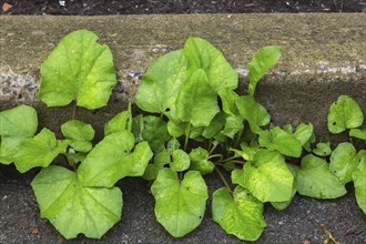 Close-up of hardy plant growing through crack between concrete curb and black asphalt surface in