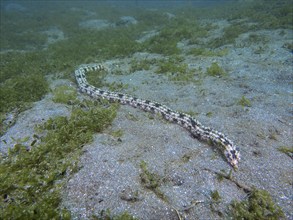 Elongated, snake-like marine animal, Feather mouth sea cucumber (Synapta maculata), on sandy