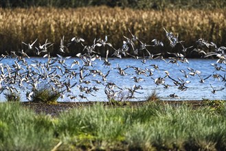 Black-tailed Godwit, Limosa limosa, flock of birds in flight on a winter morning over the marshes