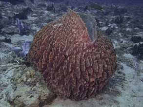 Barrel sponge, barrel sponge (Xestospongia testudinaria) on the sandy seabed, Spice Reef dive site,