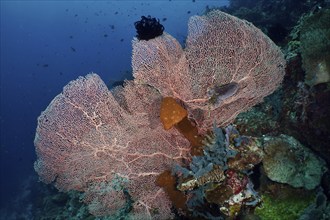 Large giant fan coral (Annella mollis) on a tropical reef in the deep sea, dive site Coral Garden,