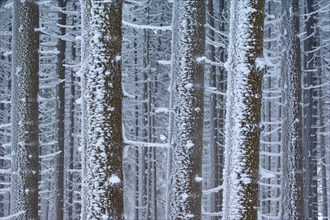 Close-up of snow-covered tree trunks in a winter forest, Brocken, Wernigerode, Harz Mountains, Harz