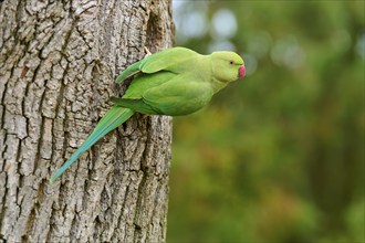 Green collared parakeet (Psittacula krameri), sitting in the nesting hole of a tree, looking