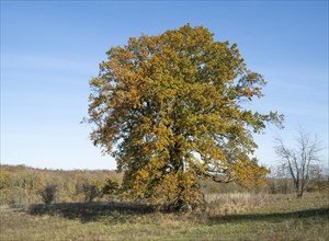 English oak (Quercus robur), solitary tree in a meadow, in autumn with yellow discoloured leaves,