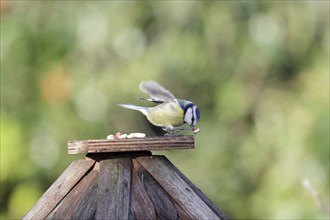 Blue tit (Cyanistes caeruleus), songbird, peanut kernels, feeding, claw, A blue tit holds a peanut