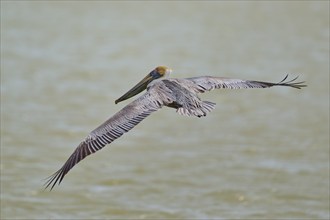 Brown Pelican, (Pelecanus occidentalis), Brown Pelican, flying just above the water with