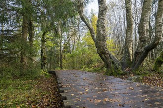 Boardwalk through bog birch forest (Betula pubescens), Schwarzes Moor, near Fladungen, Bavarian