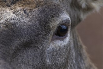 Close-up of a red deer eye focussing on the fur structure and the eye, Baden-Württemberg, Germany,