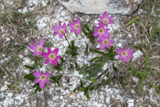 Pink rain lily (Zephyranthes rosea) or Cuban zephyr lily or pink fairy lily, Dondra, Southern