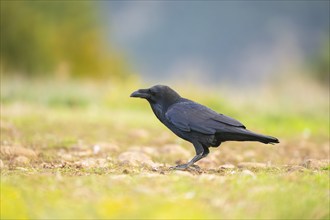 Common raven (Corvus corax) on a meadow in autumn, Pyrenees, Catalonia, Spain, Europe