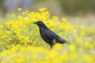 Common raven (Corvus corax) on a flowering meadow in autumn, Pyrenees, Catalonia, Spain, Europe