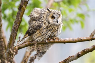 Long-eared owl (Asio otus), or lesser horned owl, sitting on a branch, captive, Pyrenees,