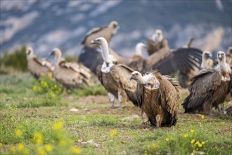 Gathering of griffon vultures (Gyps fulvus) at a flowering meadow in autumn, Pyrenees, Catalonia,