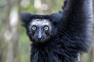 Indri (Indri indri), Le Palmarium Reserve, Ambinaninony, Atsinanana, Madagascar, Africa