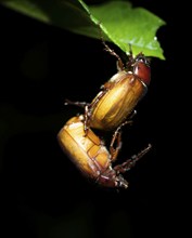 Leaf horned beetle (Scarabaeidae), two beetles mating, tropical rainforest at night, Heredia