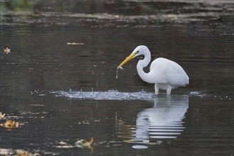 A Great White Egret (Ardea alba) stands in the water and has caught a small fish, surrounded by