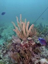 Diverse coral formations, including porous horn coral (Pseudoplexaura porosa) with open polyps in a