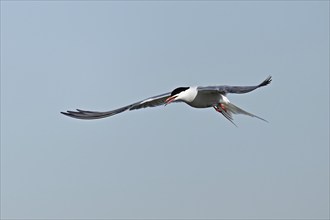 Common Tern (Sterna hirundo), in flight, Texel, West Frisian Islands, province of North Holland,