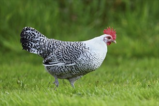 East Frisian Gull standing in a meadow, chicken breed with good utilisation characteristics, Texel,