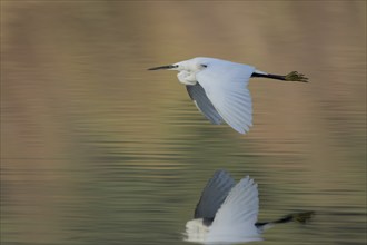 Little egret (Egretta garzetta) adult bird flying over a lake, Suffolk, England, United Kingdom,