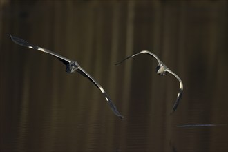 Grey heron (Ardea cinerea) adult bird flying chasing a juvenile bird over a lake, Suffolk, England,