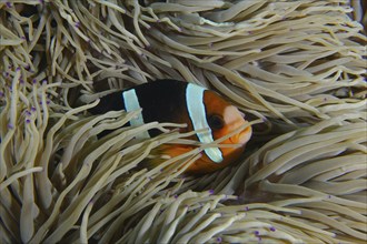 A Clark's anemonefish (Amphiprion clarkii) hiding between the tentacles of a sea anemone, dive site