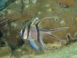 A Banggai cardinalfish (Pterapogon kauderni) with long fins swimming near a coral reef, dive site