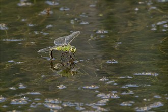 Emperor dragonfly (Anax imperator) adult female insect laying eggs in a pond in the summer,