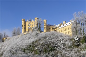 Historic yellow castle surrounded by snow and wintry trees under a clear sky, Hohenschwangau