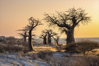 African baobab or baobab tree (Adansonia digitata), several trees at sunrise, Kubu Island (Lekubu),