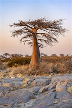 African baobab or baobab tree (Adansonia digitata), at sunrise, Kubu Island (Lekubu), Sowa Pan,