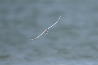 Little tern (Sternula albifrons) adult bird in flight with a fish in its beak, Suffolk, England,