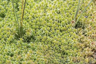 Marsh peat moss (Sphagnum palustre), Province of Drenthe, Netherlands