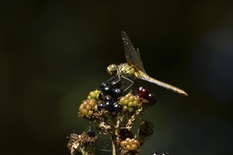 Common darter dragonfly (Sympetrum striolatum) adult female insect on a blackberry fruit in the