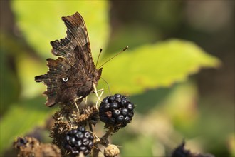 Comma butterfly (Polygonia c-album) adult insect feeding on a blackberry fruit in the summer,