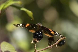 Red admiral butterfly (Vanessa atalanta) adult insect feeding on a blackberry fruit in the summer,