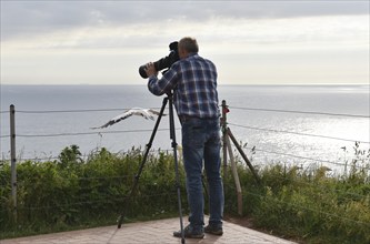 Photographer takes pictures of gannets on Heligoland