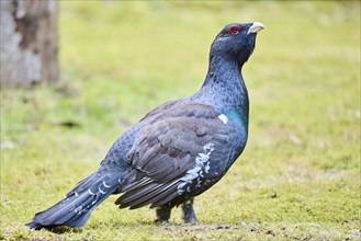 Western capercaillie (Tetrao urogallus) male (cock) standing on the ground at the edge of a foest,