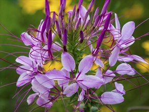 Spider flower (Tarenaya hassleriana) pink flowers